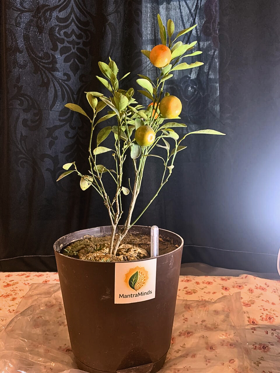 Reserve Golden Citrus